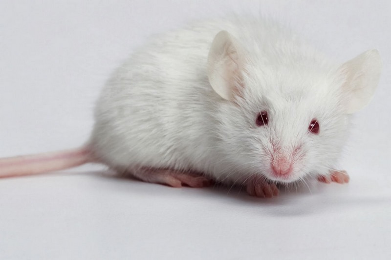 Mơ thấy chuột hamster bạch là điềm báo may mắn