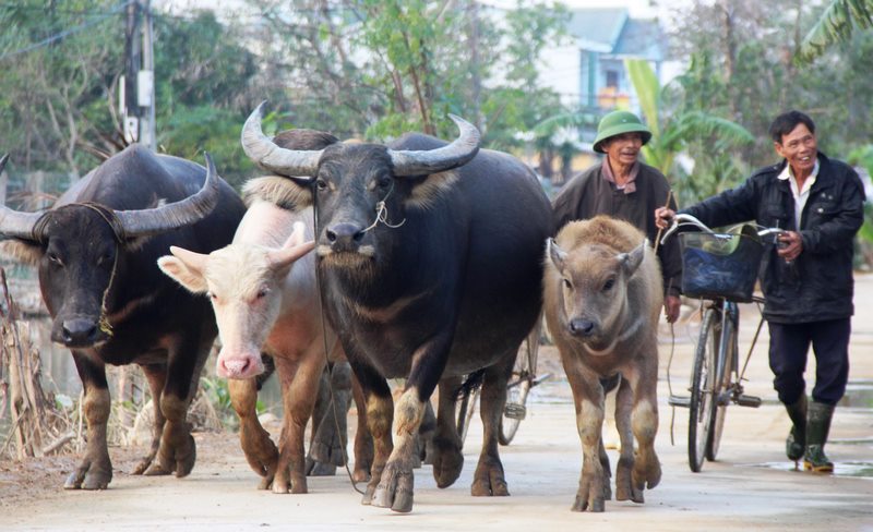 Mơ thấy trâu đánh con gì là thắc mắc của rất nhiều người?