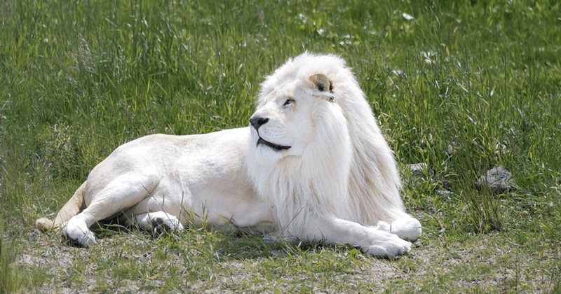 Mơ thấy sư tử trắng cho thấy bạn là một người có năng lực và rất tự tin